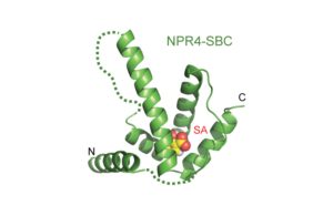 Structural basis of salicylic acid perception by Arabidopsis NPR proteins